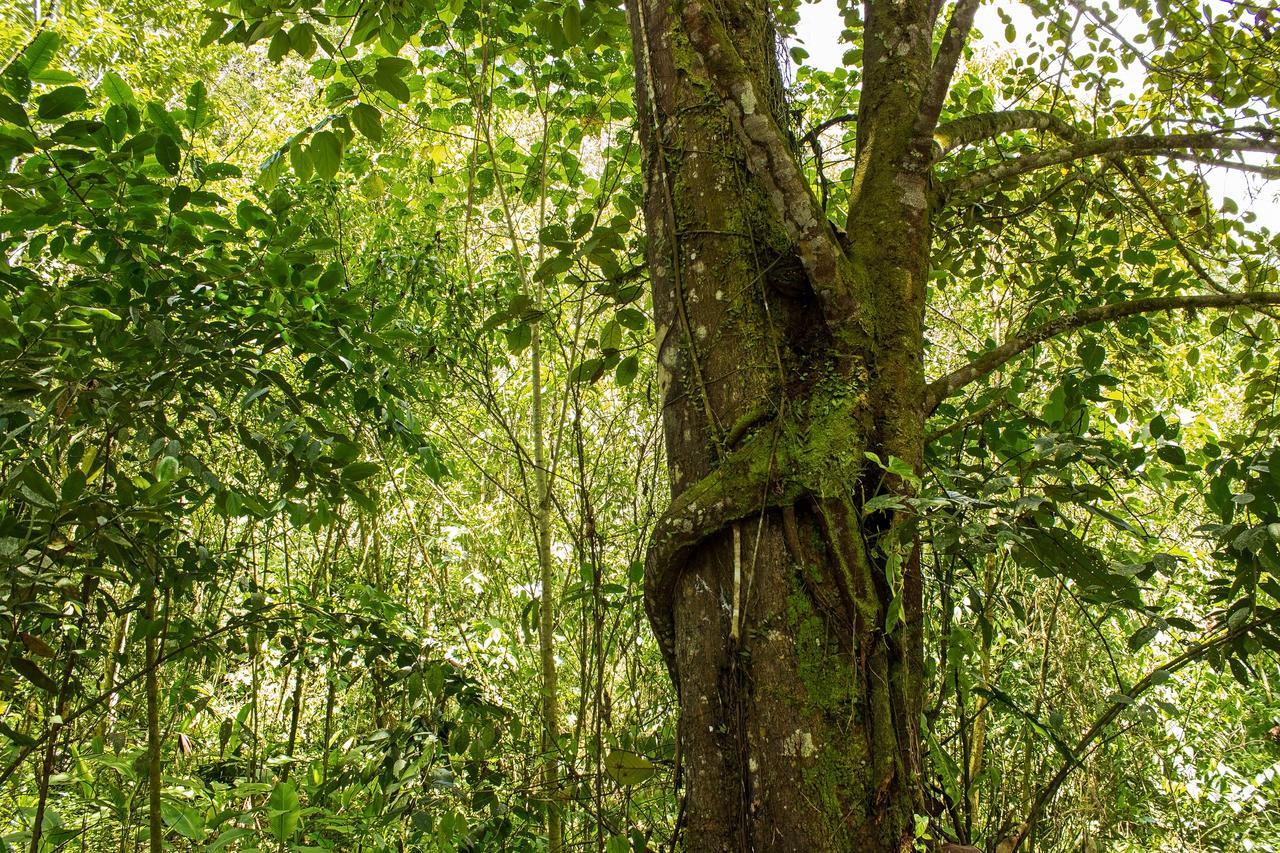 Kuyana Amazon Lodge Archidona Номер фото